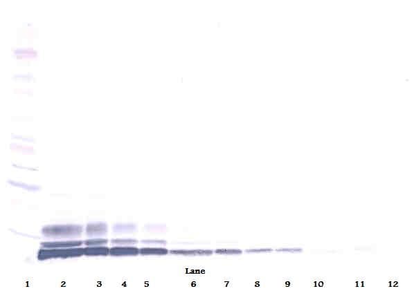 LD78 / CCL3L1 Antibody