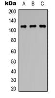 PPP1R13B Antibody (Internal)