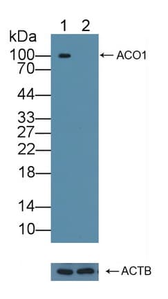 Polyclonal Rabbit anti-Mouse ACO1 / Aconitase Antibody (WB)