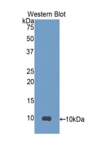 SCGB1A1 / Uteroglobin Antibody (aa23-91, PE)
