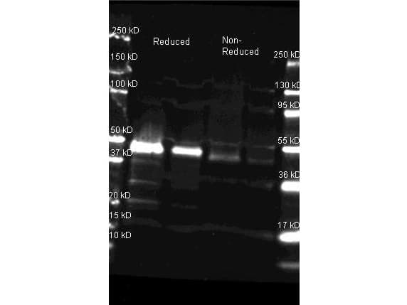 Polyclonal Goat anti-Horseradish HRP / Horseradish Peroxidase Antibody (WB)