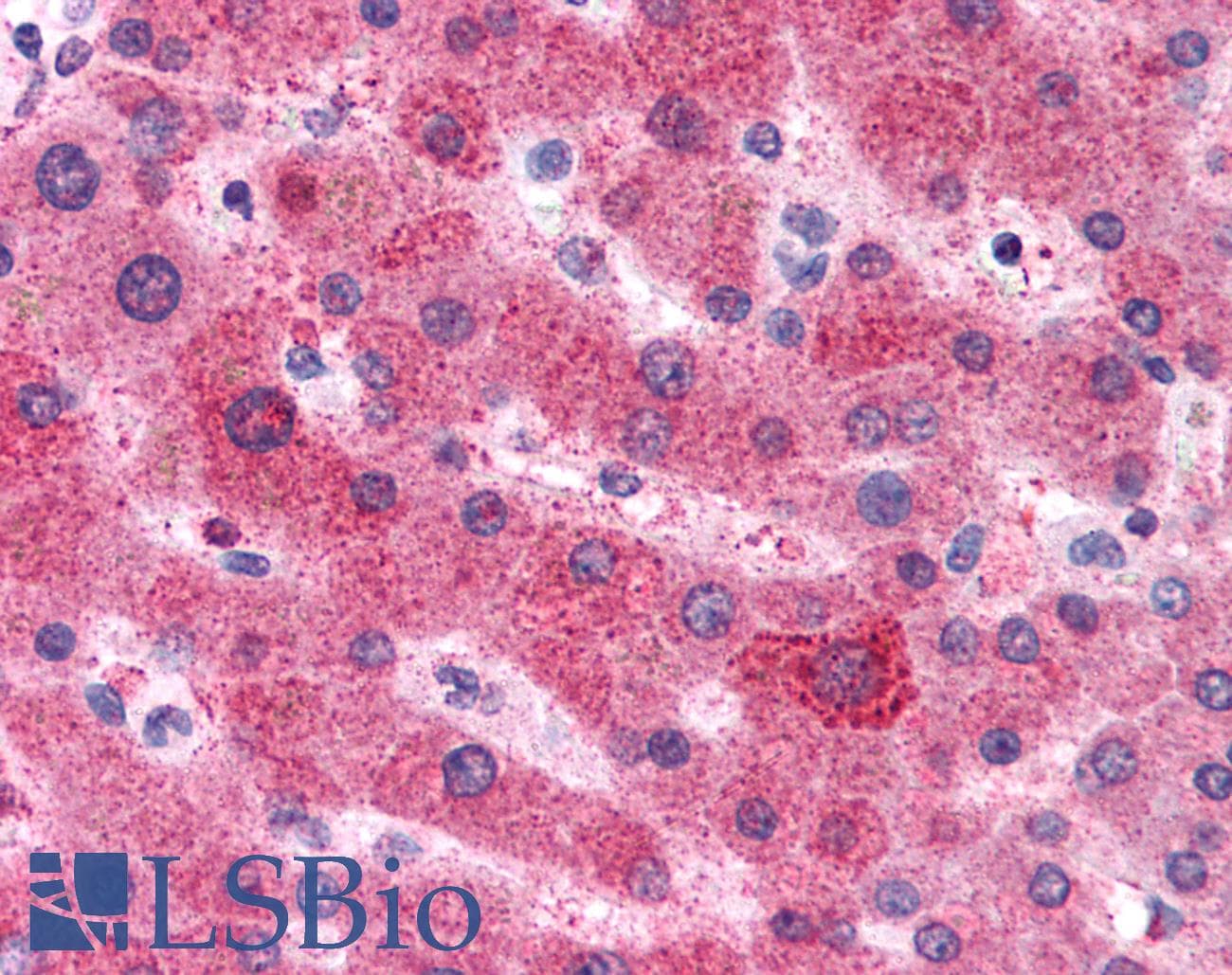 IHC-plus™ AGT / Angiotensinogen Antibody (Internal)