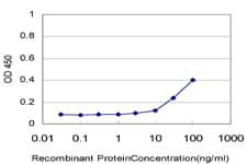 Monoclonal Mouse anti-Human CSNK2A1 Antibody (clone 3D9, IF, WB)