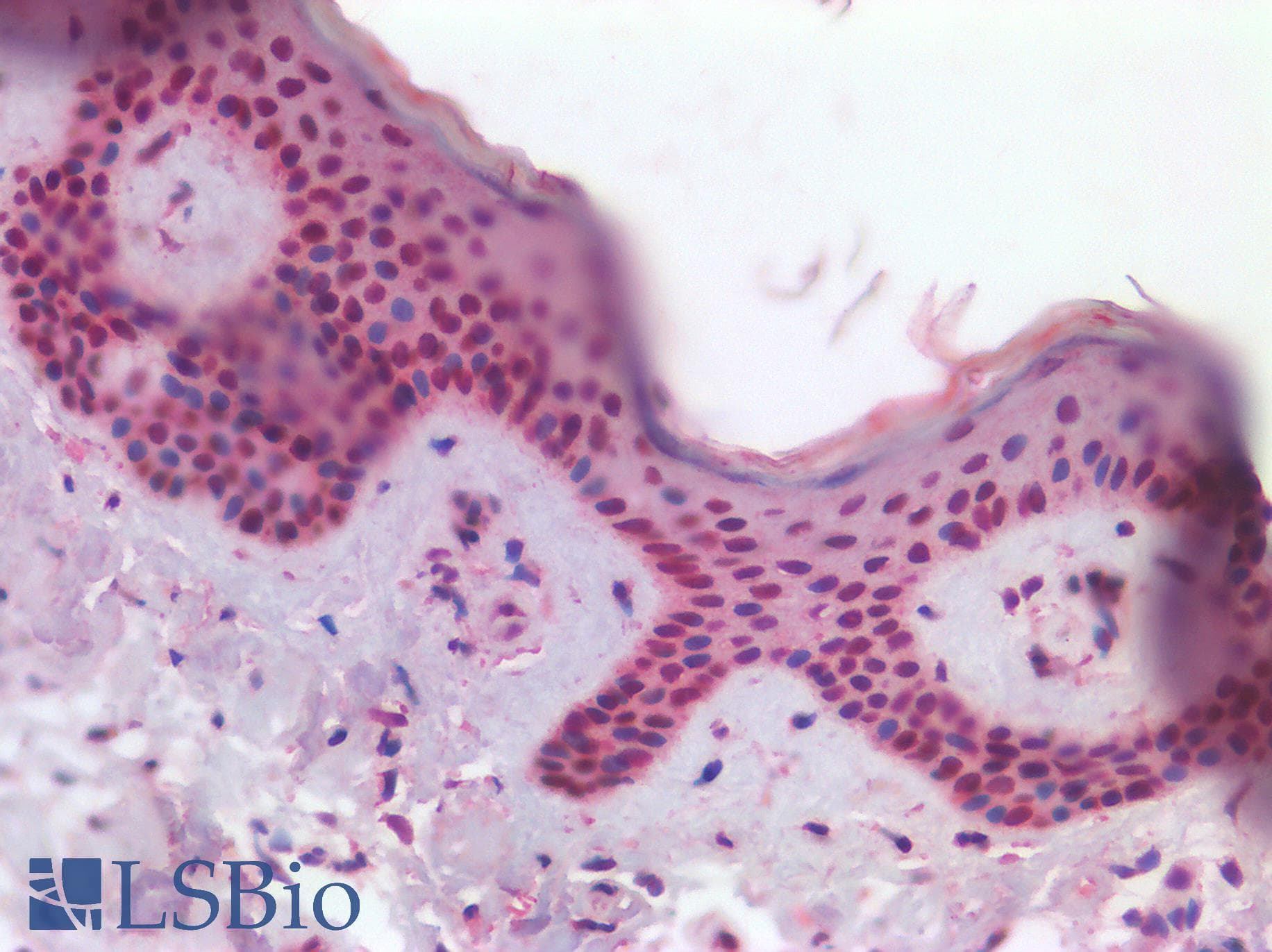 IHC-plus™ TP63 / p63 Antibody