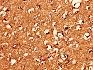 GNG11 Antibody