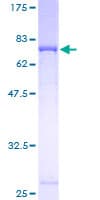 Human COQ6 Protein (Recombinant GST)