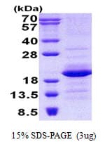 Human GEMIN6 / Gemin-6 Protein (Recombinant His)
