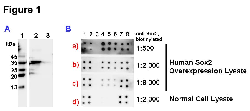 Human SOX2 Protein (Over-Expression Lysate 6His, N-terminus)