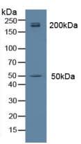 MYH14 Antibody (aa1069-1331)
