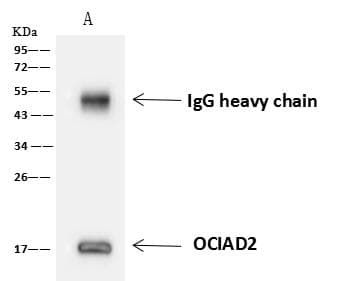 Polyclonal Rabbit anti-Human OCIAD2 Antibody (IHC, IF, WB)
