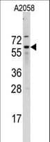 IHC-plus™ CDC25B Antibody (aa165-194)
