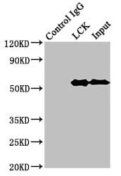 Polyclonal Rabbit anti-Human p56lck / LCK Antibody (aa1-539, WB)