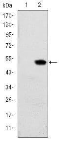 RBP4 Antibody (clone 4C2)