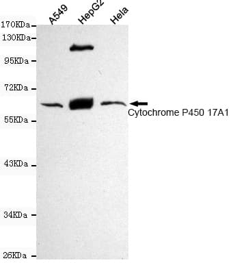 CYP17 / CYP17A1 Antibody