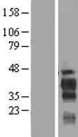 FAM122B Protein (Over-Expression Lysate Myc-DDK (Flag))