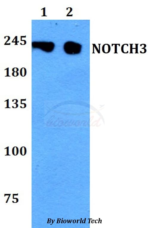 NOTCH3 Antibody