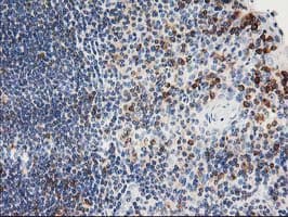PTP1B Antibody (clone OTI1D10)