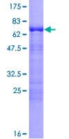 Human CDC42EP4 / BORG4 Protein (Recombinant GST)