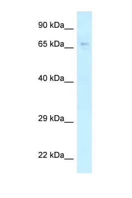 KLC2 Antibody (C-Terminus)