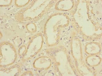 Polyclonal Rabbit anti-Human REEP3 Antibody