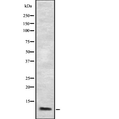CCL3 / MIP-1-Alpha Antibody