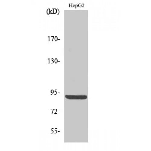 CANX / Calnexin Antibody (520-600 aa)