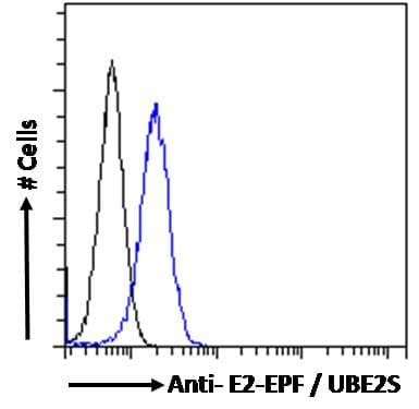 UBE2S / E2 EPF Antibody (aa2-14)