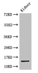 Polyclonal Rabbit anti-Human Brain Protein 44 / BRP44 Antibody (IHC, WB)