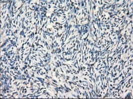 Monoclonal Mouse anti-Human GBP2 Antibody (clone OTI5E10, IHC, WB)