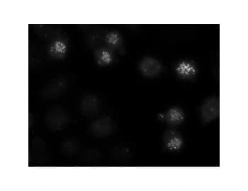 Monoclonal Mouse anti-Human CENPE Antibody (clone 1H12, IF, WB)