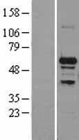 SNRP70 / SNRNP70 Protein (Over-Expression Lysate Myc-DDK (Flag))