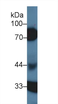 SERPIND1 / Heparin Cofactor 2 Antibody (aa276-499, Biotin)