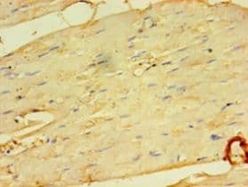 MFAP5 / MAGP2 Antibody (aa22-173, HRP)