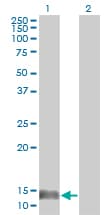MIF Antibody (clone 2A10-4D3)