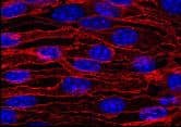 CD144 / CDH5 / VE Cadherin Antibody (clone BV9)