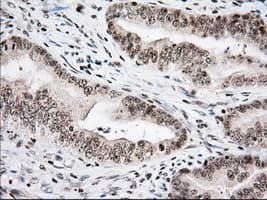 USP5 Antibody (clone OTI2E3)