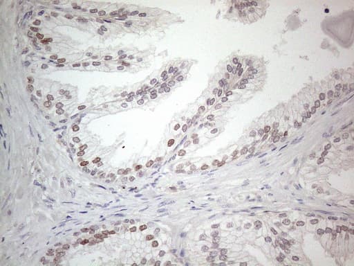 CNOT2 Antibody (clone OTI5A12)