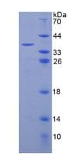Human Complement C3a Protein (Recombinant His-GST)