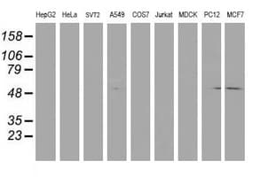 LCMT1 Antibody (clone OTI 1G5)