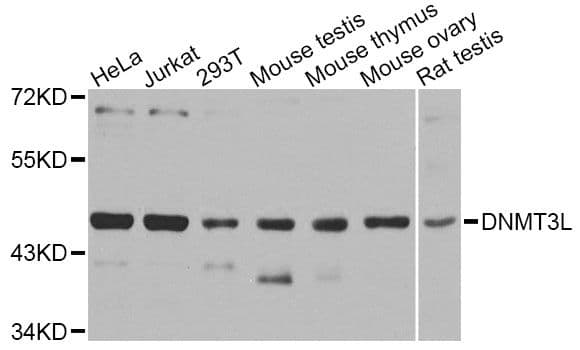 DNMT3L Antibody