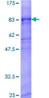 Human KCNJ6 / GIRK2 Protein (Recombinant GST)