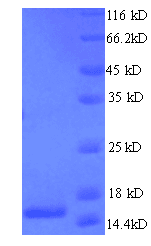 Human T Cell Receptor Alpha Constant Protein (Recombinant 6His, N-terminus)