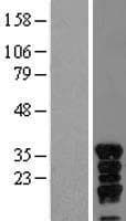 VGLL4 Protein (Over-Expression Lysate Myc-DDK (Flag))