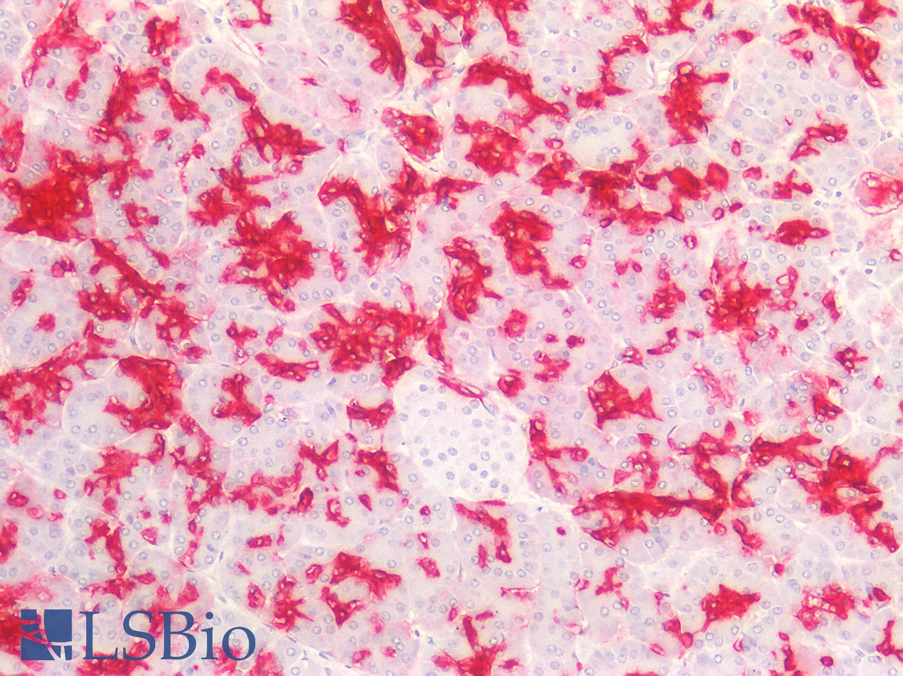 PathPlus™ Sialylated Lewis a / CA 19-9 Antibody (clone 121SLE, Concentrated)