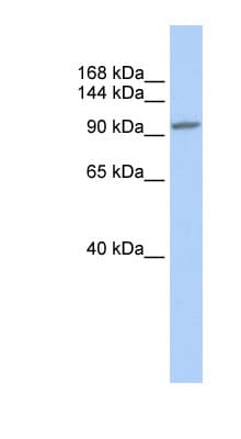 NFAT4 / NFATC3 Antibody (aa324-373)