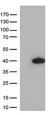 Monoclonal Mouse anti-Human SOX2 Antibody (clone OTI1H9, aa135-317, WB)