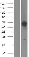SPAG6 Protein (Over-Expression Lysate Myc-DDK (Flag))