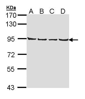 Polyclonal Rabbit anti-Human LETM1 Antibody (aa506-723, IHC, WB)