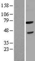FBXL3 Protein (Over-Expression Lysate Myc-DDK (Flag))