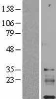 IGFL1 Protein (Over-Expression Lysate Myc-DDK (Flag))